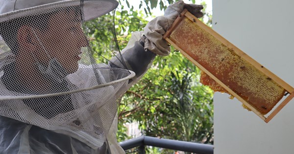 Mật ong Việt Nam bị áp thuế 400 Nguy cơ đánh mất thị