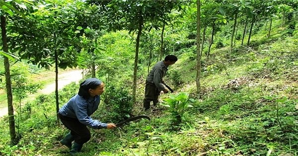 Xuất cấp 404,455 tấn gạo dự trữ quốc gia hỗ trợ nhân dân tỉnh Thanh Hóa 