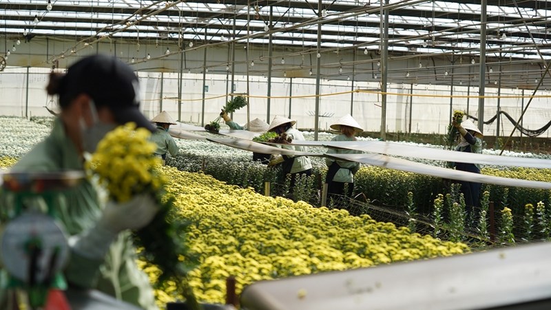 Dalat Hasfarm dự kiến cung cấp 10 triệu cành hoa dịp Tết