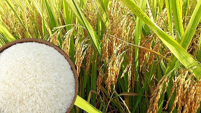 Giá gạo nội địa trái chiều, giá xuất khẩu quay đầu giảm nhẹ ngày 10/6