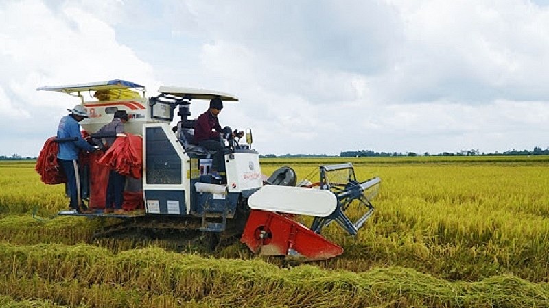 Ngày 25/6, giá gạo nội địa và xuất khẩu đồng loạt giảm