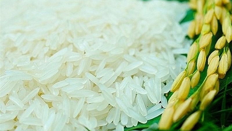 Giá lúa gạo hôm nay 9/7: Lúa IR 50404 giảm 100 đồng/kg