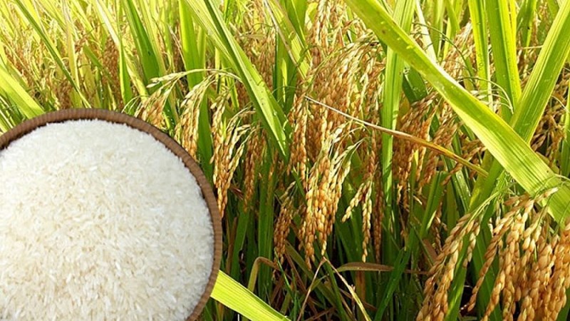 Giá lúa gạo đầu tuần ổn định
