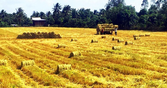Đa dạng thị trường xuất khẩu gạo 