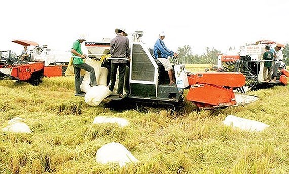 Sớm chính quy hóa sản xuất lúa gạo