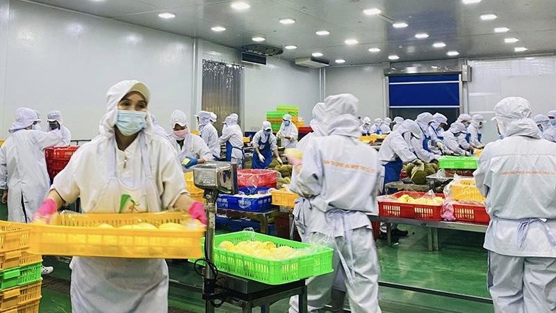 Cơ hội đẩy mạnh xuất khẩu chính ngạch trái cây sang Trung Quốc
