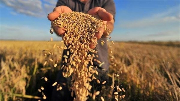 Tổng cục Dự trữ Nhà nước yêu cầu đẩy nhanh mua lương thực  dự trữ quốc gia năm 2021