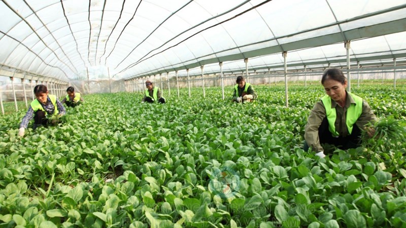 Quy định mới về việc vay vốn từ Quỹ hỗ trợ phát triển hợp tác xã