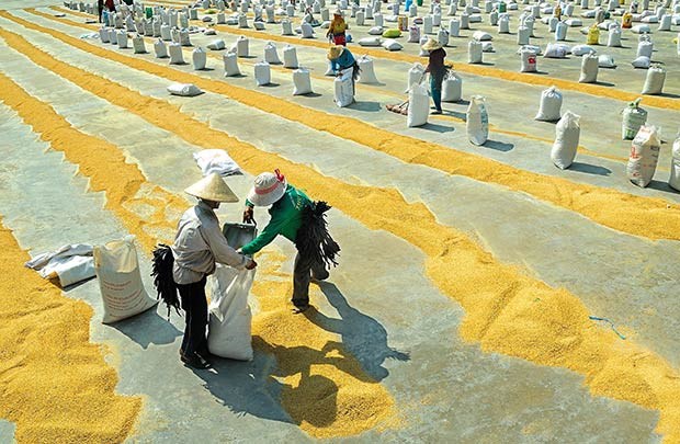 Thương nhân kinh doanh xuất khẩu gạo có trách nhiệm thực hiện các biện pháp bình ổn giá thóc, gạo