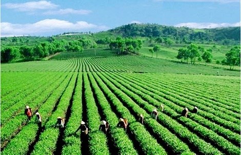 Áp dụng giá trị hợp lý đối với lĩnh vực kế toán nông nghiệp trong bối cảnh hội nhập quốc tế 