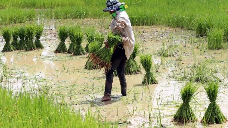 Thái Lan hỗ trợ lớn cho nông dân gặp khó khăn do COVID-19, thiên tai