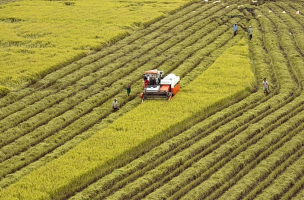 Cho vay thúc đẩy sản xuất, tiêu thụ lúa gạo khu vực Đồng bằng sông Cửu Long