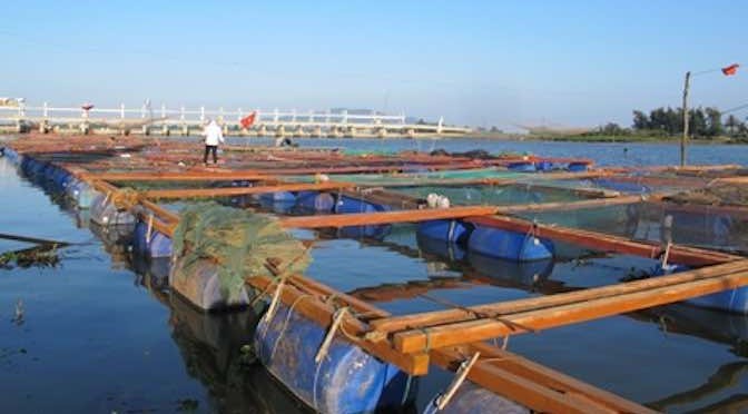 Chủ động ứng phó, hạn chế thiệt hại cho nuôi thủy sản lồng bè mùa mưa lũ