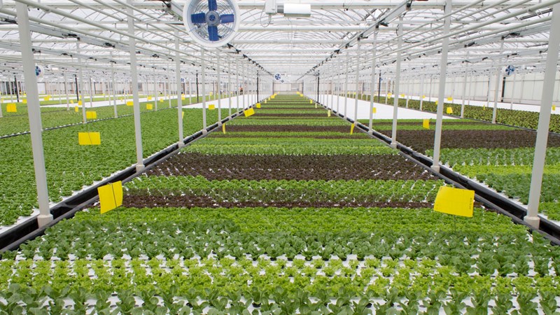 [Video] Dây chuyền trồng rau chỉ tốn vài nhân công ở Canada