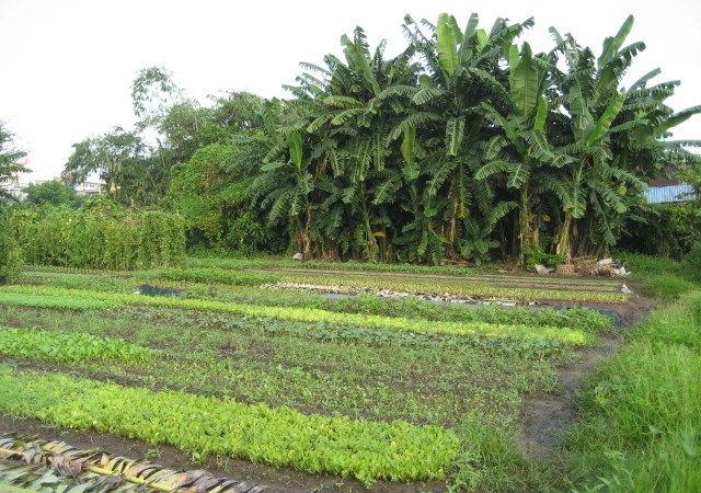 Một số bất cập của pháp luật Việt Nam về thời hạn sử dụng đất nông nghiệp và hướng hoàn thiện