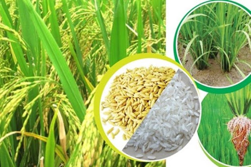 Công bố tiêu chuẩn chất lượng gạo nhập khẩu