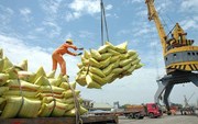  Gạo Việt rộng cửa xuất khẩu sang thị trường EU 