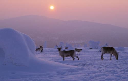 Lâu đài tuyết ở Kemi, Lapland, cách vòng Bắc Cực chưa đầy 160 km.